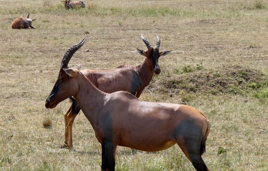 3 Days / 2 Nights Maasai Mara Safari