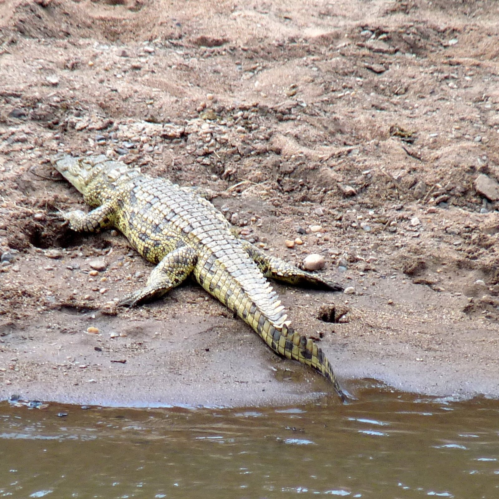 Day 5: Cross Equator to Samburu Game Reserve