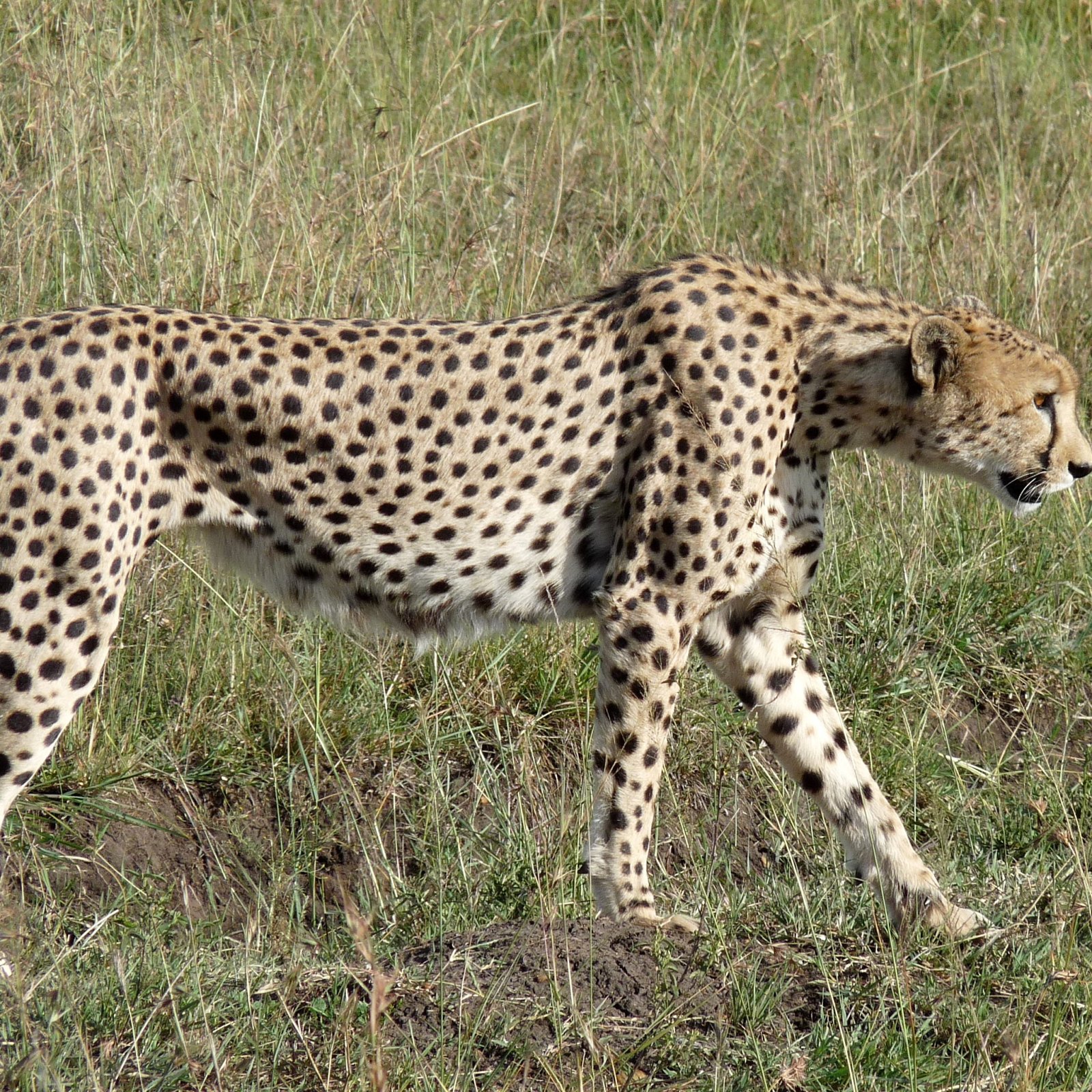 3 Days / 2 Nights Maasai Mara Flying Safari from Nairobi