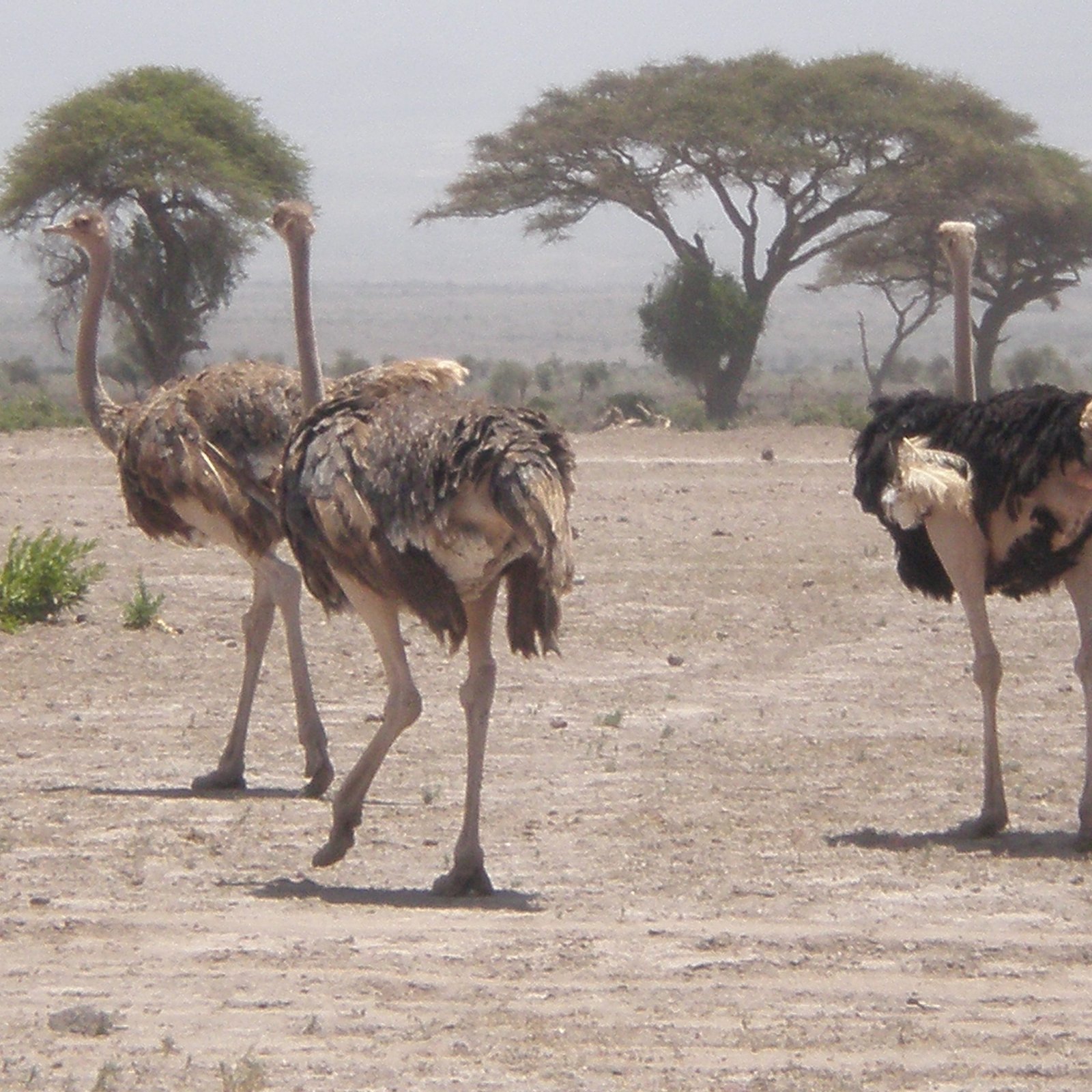 Day 2: Full Day in Amboseli