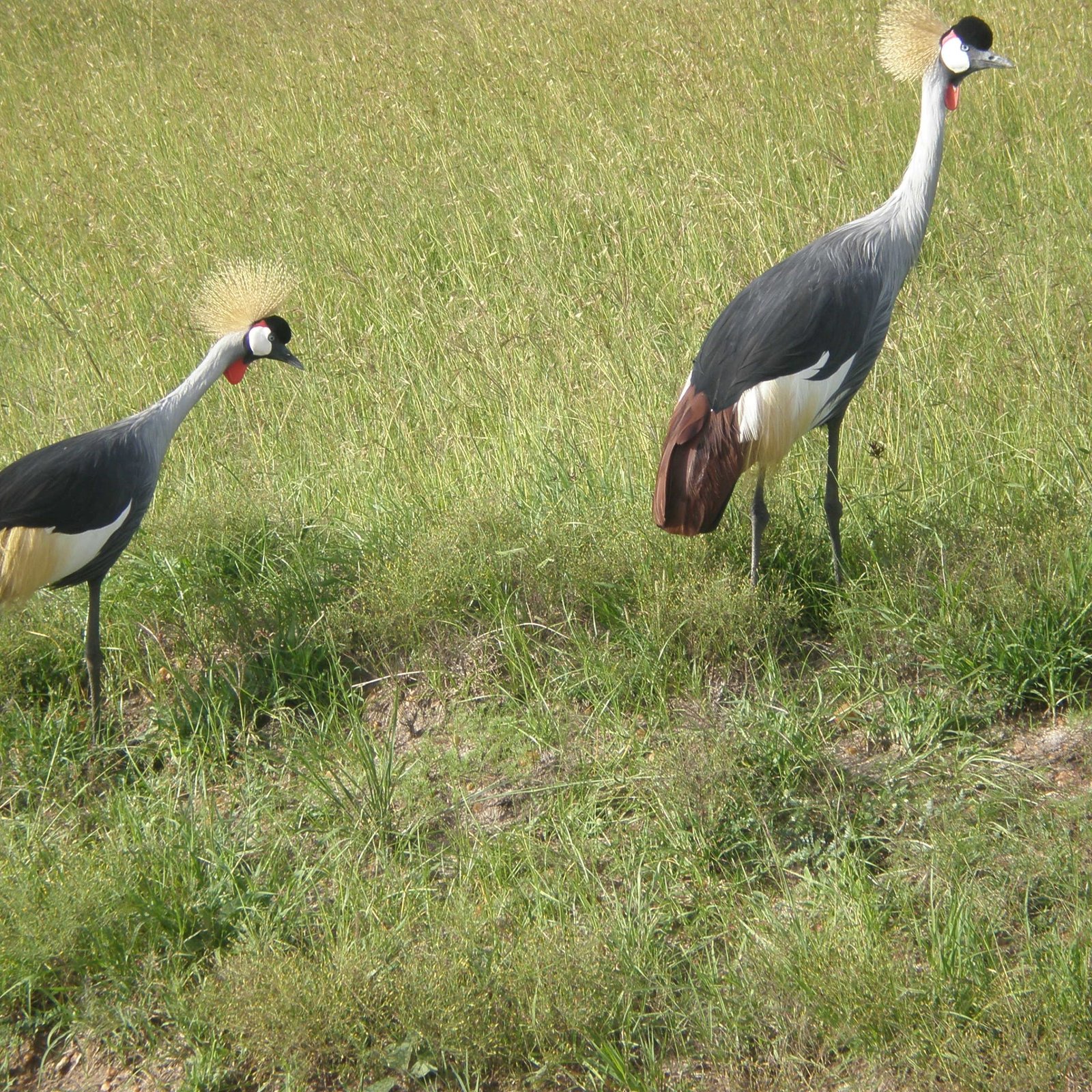 Day 2: Nairobi National Park & Bomas of Kenya