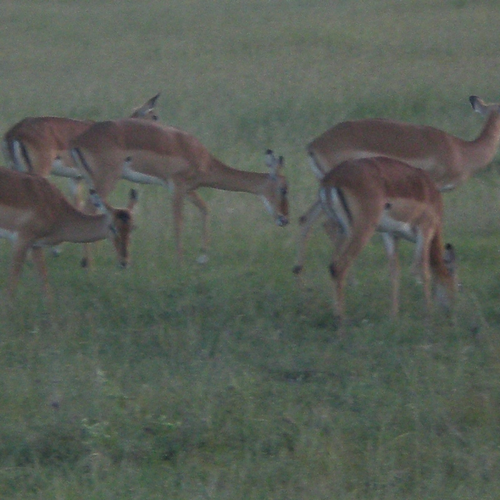 Day 1: Nairobi to Tsavo West National Park