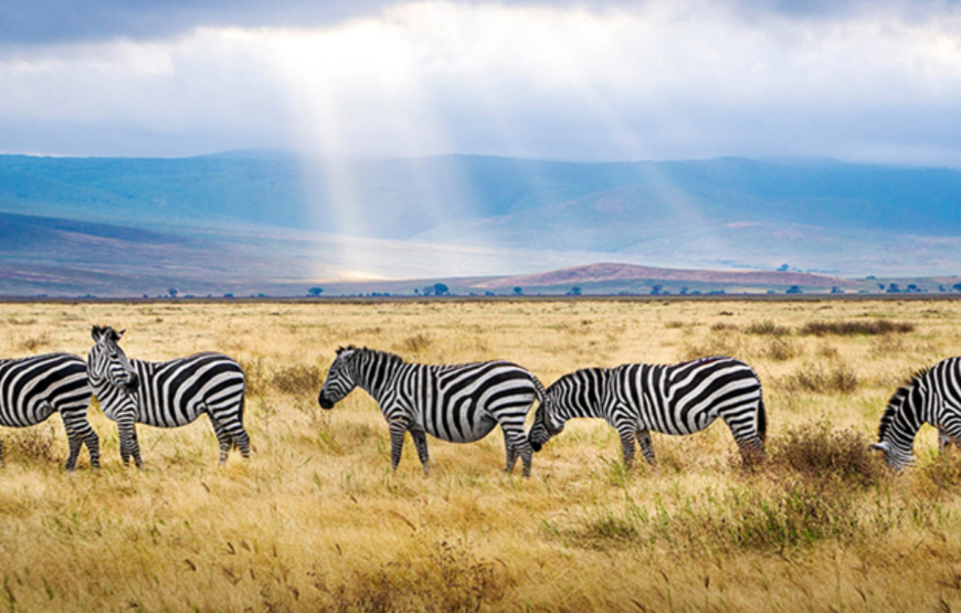 Ngorongoro Crater Day Tour: Explore Africa’s Eden in a Day Duration: Full Day | Start/End: Arusha (05:30–18:30)