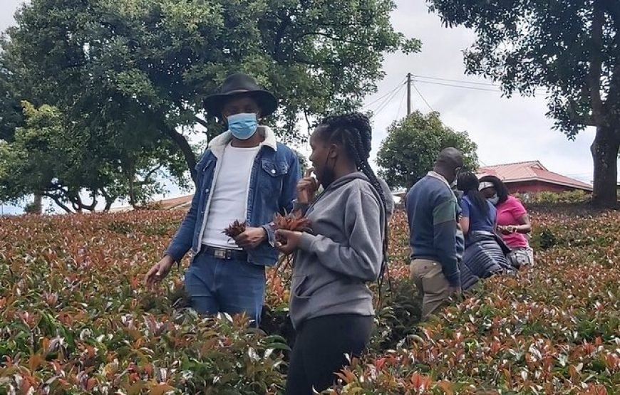 Purple / Specialty Teas Day Tour in Nairobi