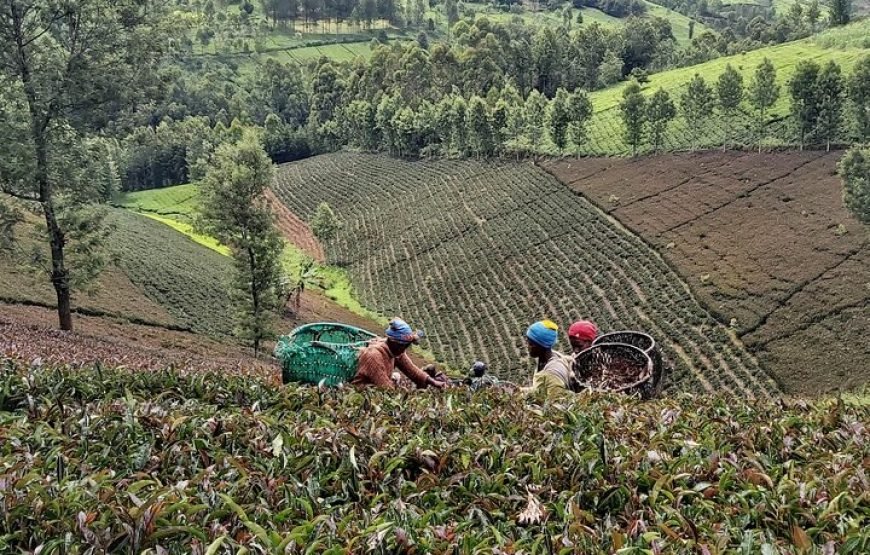 Purple / Specialty Teas Day Tour in Nairobi