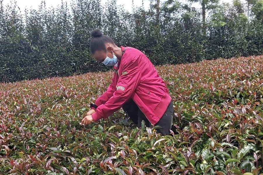 Purple / Specialty Teas Day Tour in Nairobi