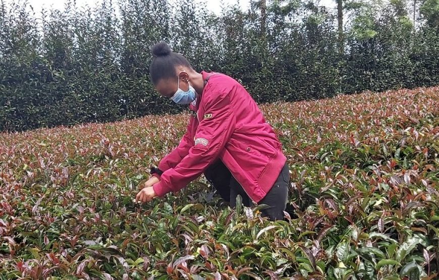 Purple / Specialty Teas Day Tour in Nairobi