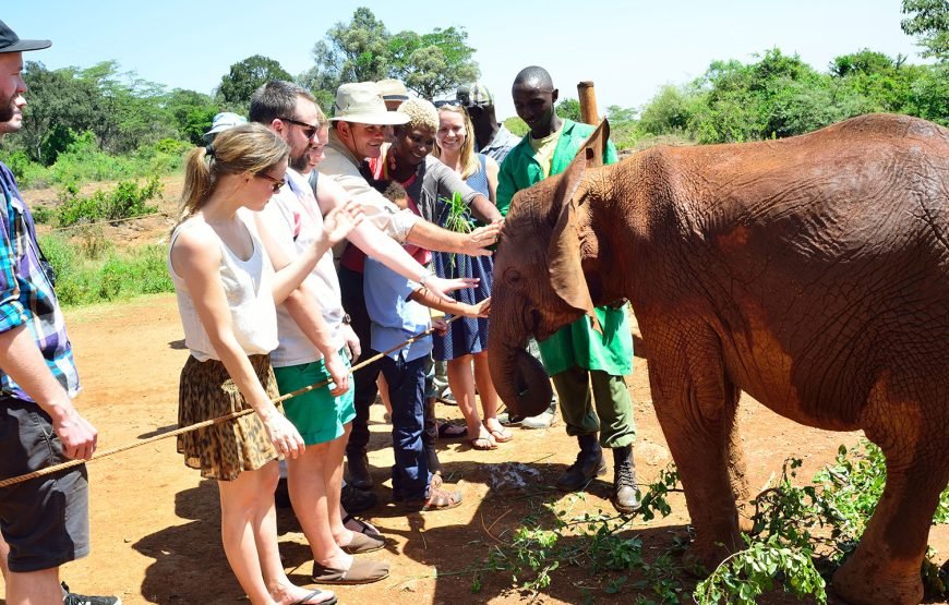 Giraffe Centre and Elephant Orphanage Tour – Half Day