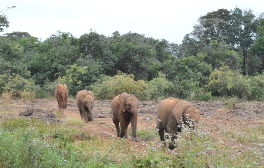 Nairobi National Park, Elephant Orphanage & Giraffe Centre Tour