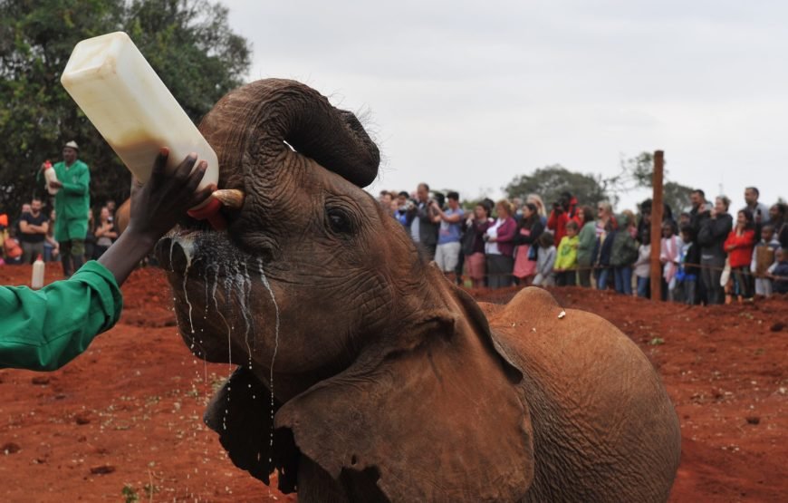 Nairobi National Park, Elephant Orphanage & Giraffe Centre Tour