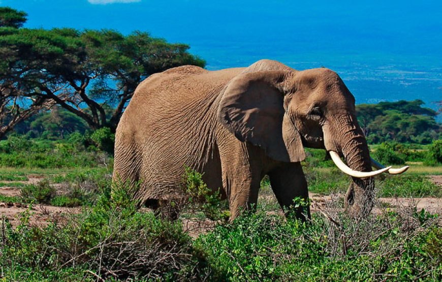 8 Days / 7 Nights Kenyan Family Safari Holiday