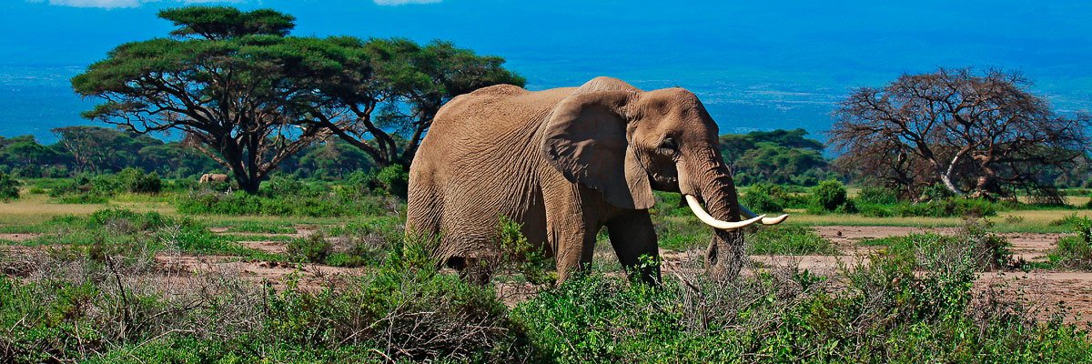 Day 3: Tsavo East to Mombasa