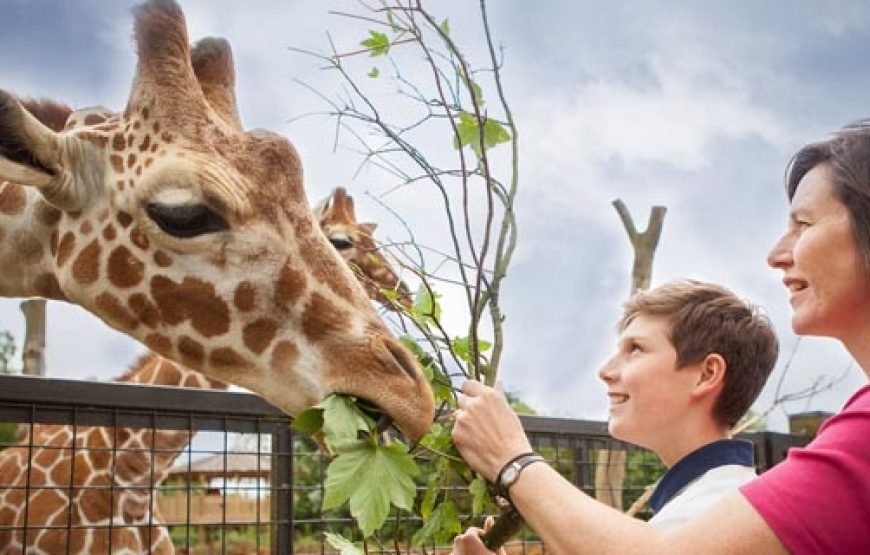 Giraffe Centre and Elephant Orphanage Tour – Half Day