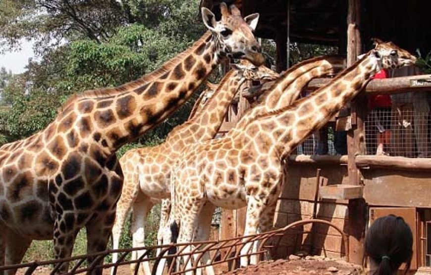 Giraffe Centre and Elephant Orphanage Tour – Half Day