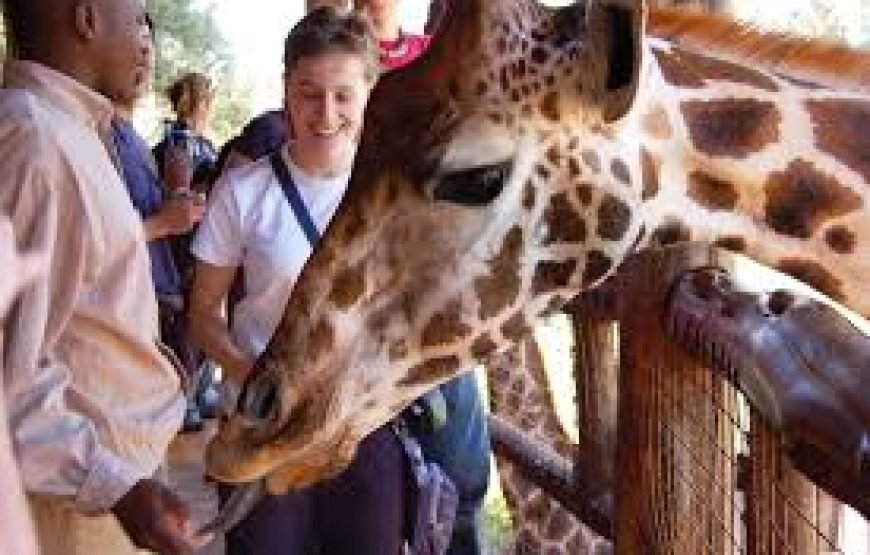 Giraffe Centre Tour in Nairobi – Half Day Tour