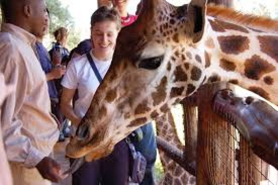 Nairobi Giraffe Centre and Karen Blixen Museum Safari – Half Day