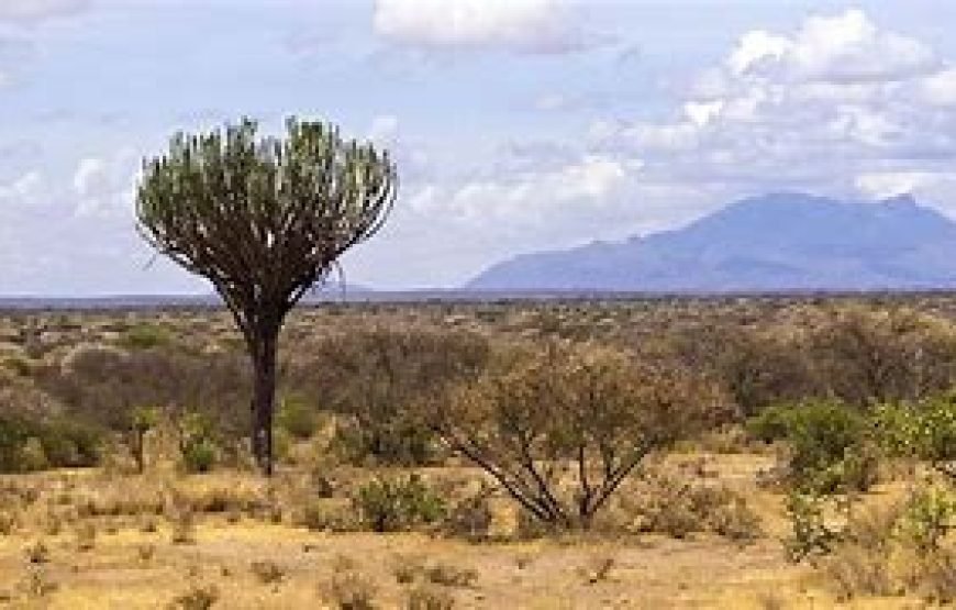 1 Night Safari to Meru National Park