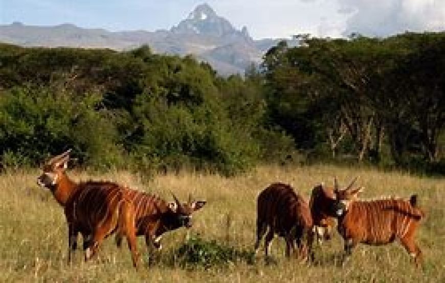 1 Night Safari to Mount Kenya Region