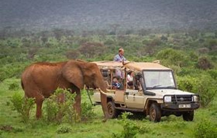 1 Night Safari to Meru National Park