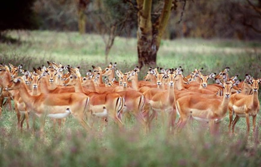 6 Days / 5 Nights Safari to Tsavo East, Amboseli, Lake Naivasha, and Masai Mara from Nairobi