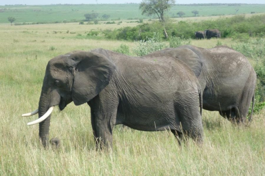6 Days / 5 Nights Safari to Amboseli, Aberdare, Nakuru, and Masai Mara from Nairobi