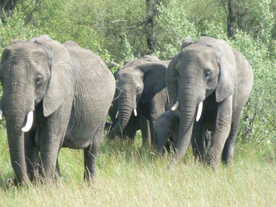 Day 1: Nairobi to Aberdare National Park