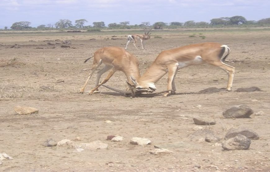 3 Days / 2 Nights Amboseli Safari from Nairobi