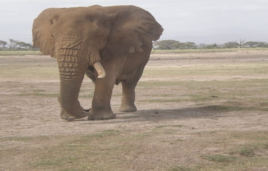 3 Days / 2 Nights Amboseli Safari from Nairobi