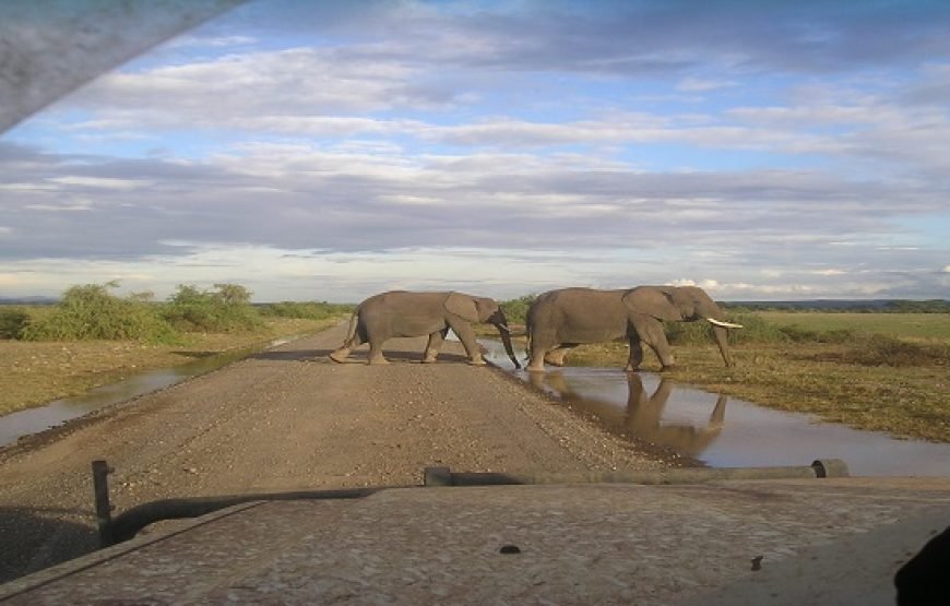 3 Days / 2 Nights Amboseli Safari from Nairobi