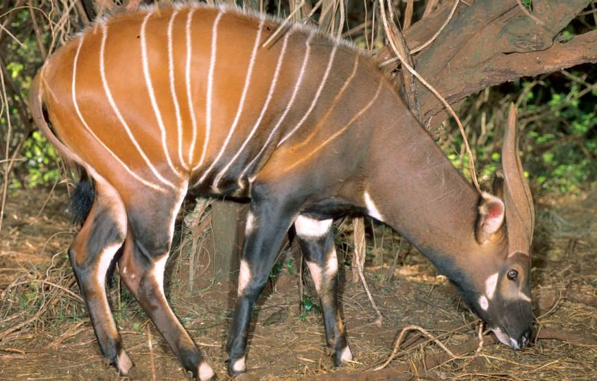 4 Days / 3 Nights Meru Park Safari from Nairobi