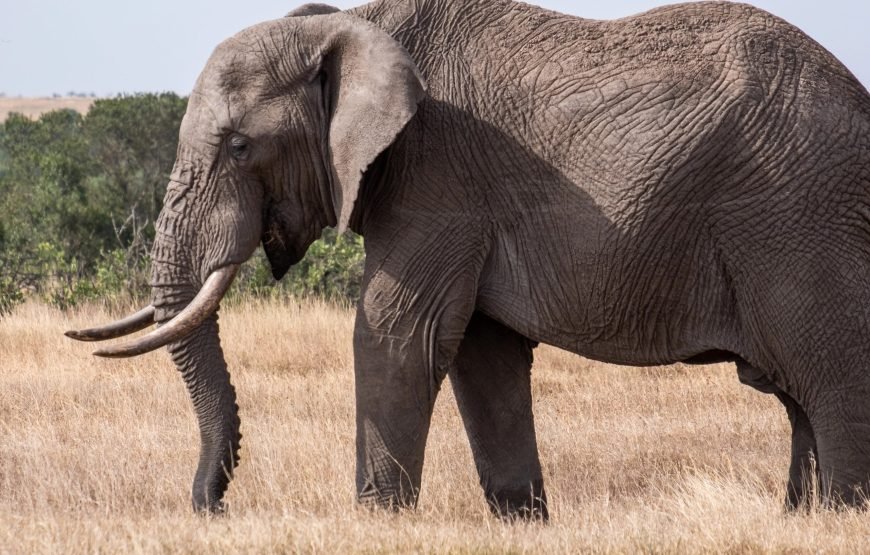 3 Days / 2 Nights Ol Pejeta Conservancy Safari