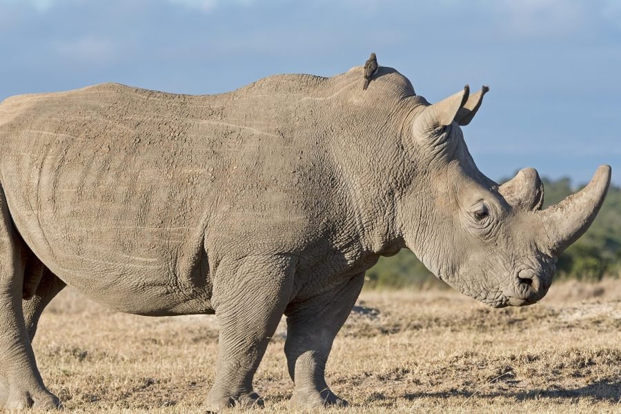 3 Days / 2 Nights Ol Pejeta Conservancy Safari