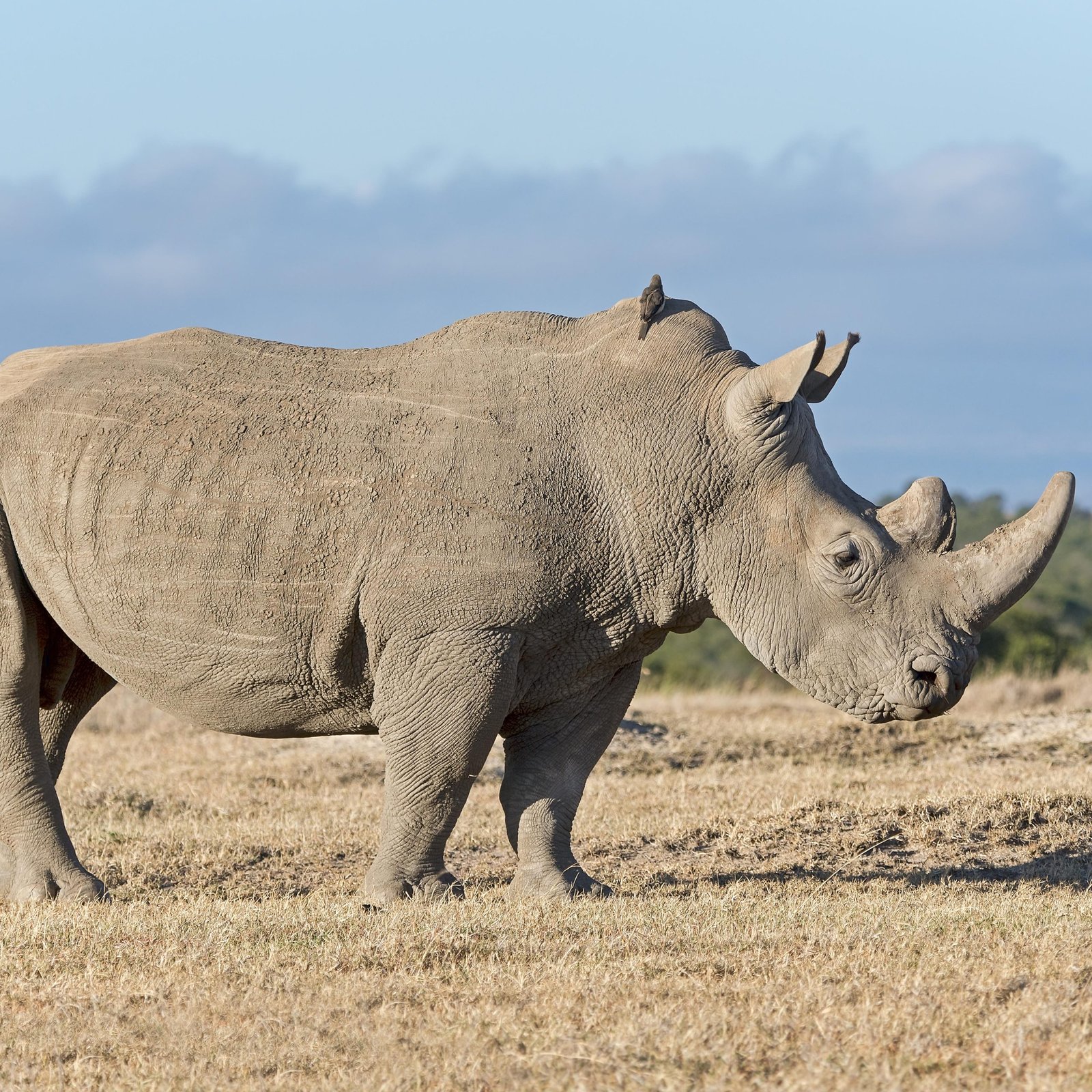 Day 1: Nairobi to Ol Pejeta Conservancy