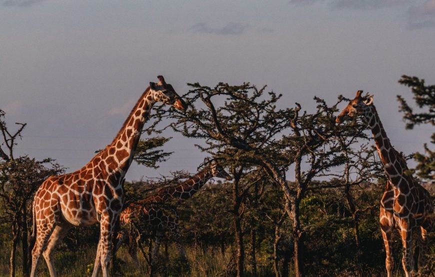 4 Days / 3 Nights Safari in Ol Pejeta and Samburu from Nairobi