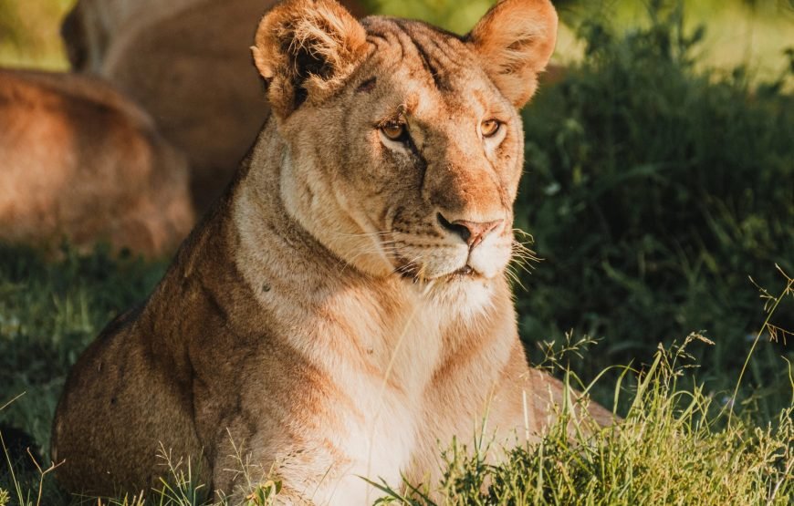 4 Days / 3 Nights Safari in Ol Pejeta and Samburu from Nairobi