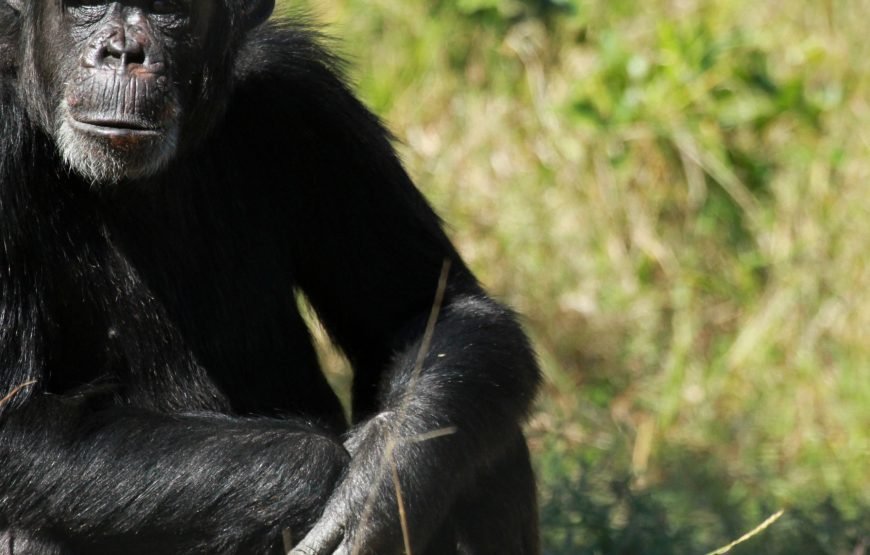 4 Days / 3 Nights Safari in Ol Pejeta and Samburu from Nairobi