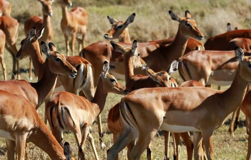 4 Days / 3 Nights Safari in Ol Pejeta and Samburu from Nairobi