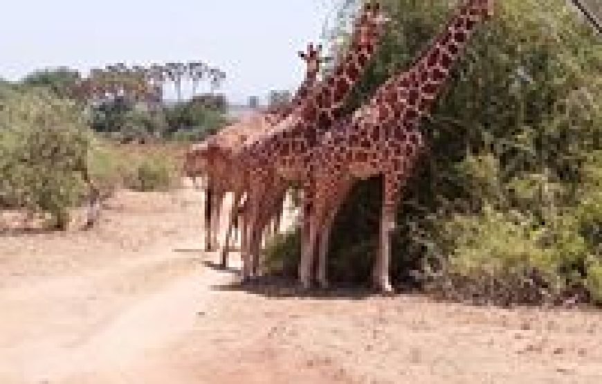 4 Days / 3 Nights Aberdare &  Samburu  Safari from Nairobi