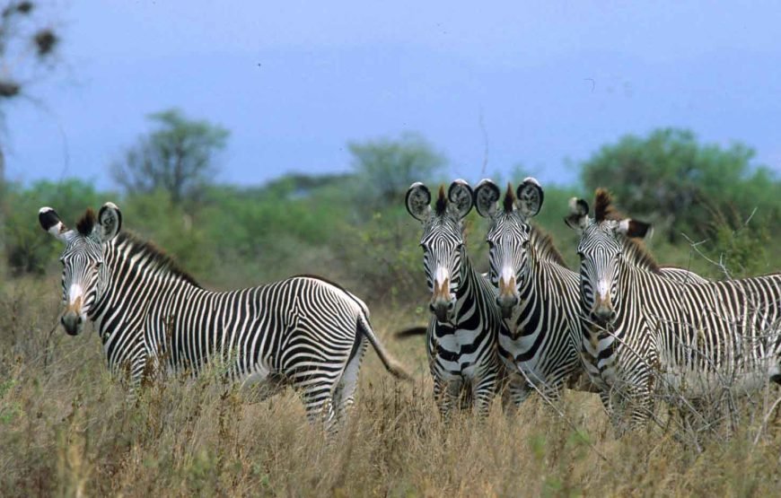 6 Days / 5 Nights Safari to Tsavo East, Amboseli, Lake Naivasha, and Masai Mara from Nairobi