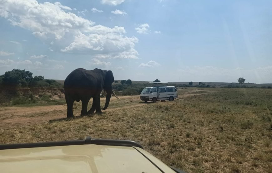 5 Days / 4 Nights Safari to Aberdare, Nakuru, and Amboseli from Nairobi