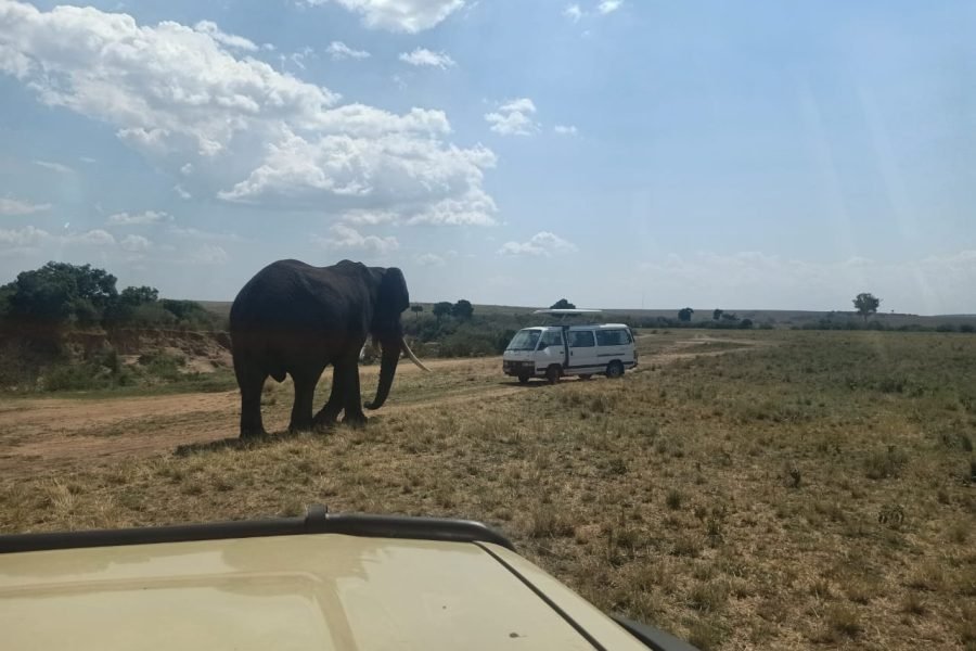 5 Days / 4 Nights Safari to Aberdare, Nakuru, and Amboseli from Nairobi