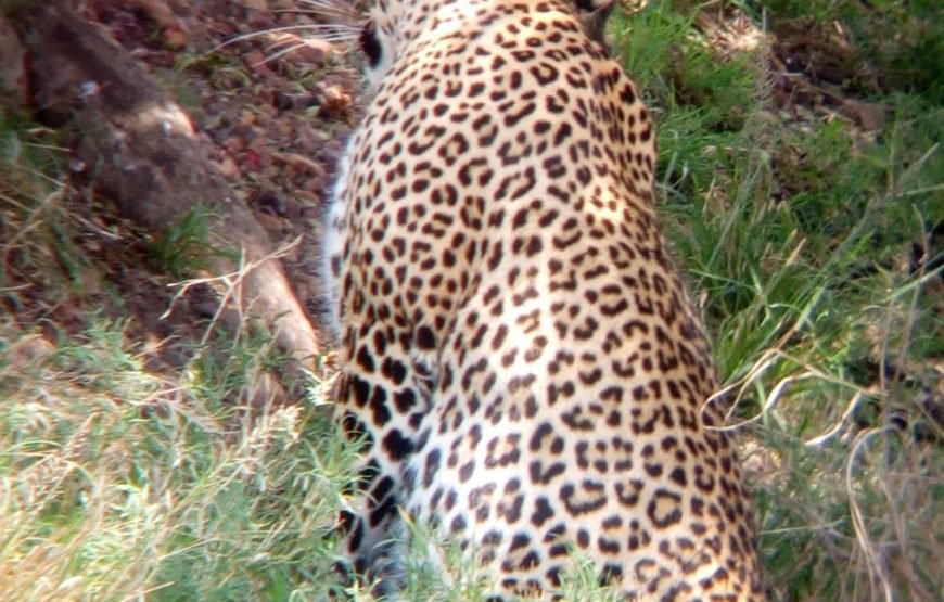 6 Days / 5 Nights Safari to Samburu, Nakuru, and Masai Mara from Nairobi