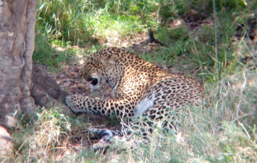 5 Days / 4 Nights Safari to Aberdare, Nakuru, and Samburu from Nairobi