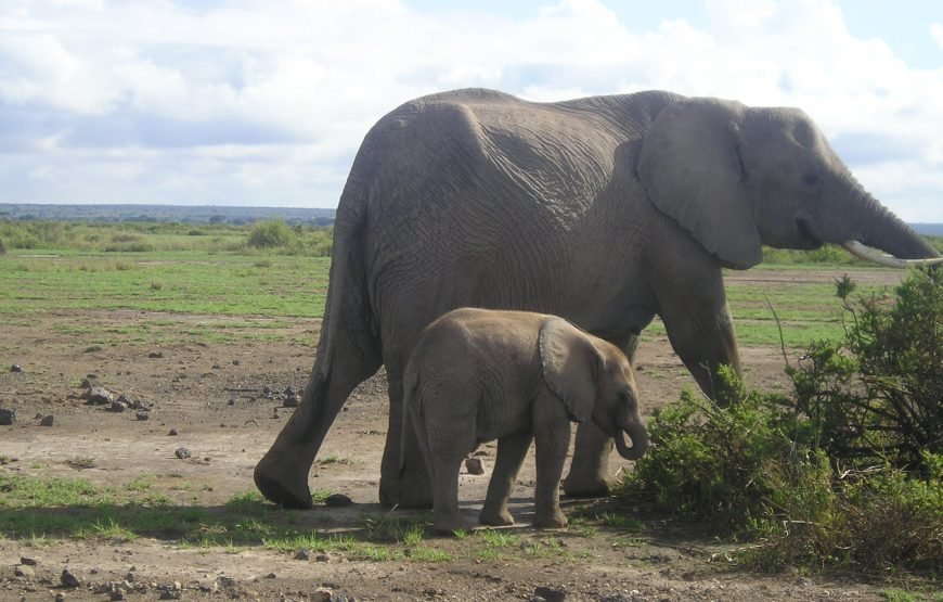 4 Days / 3 Nights Meru Park Safari from Nairobi