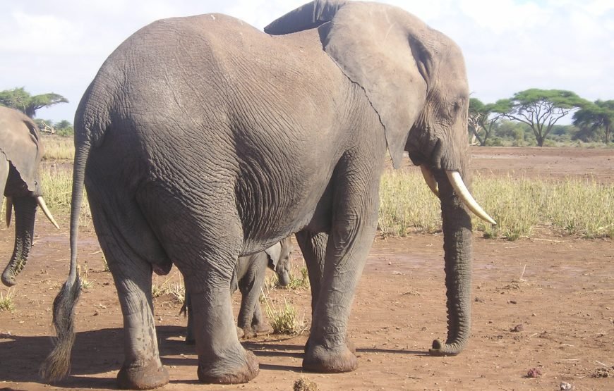 6 Days / 5 Nights Safari to Tsavo East, Amboseli, Lake Naivasha, and Masai Mara from Nairobi