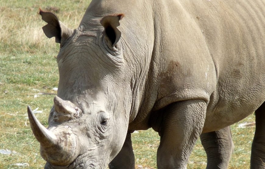 6 Days / 5 Nights Safari to Tsavo East, Amboseli, Lake Naivasha, and Masai Mara from Nairobi