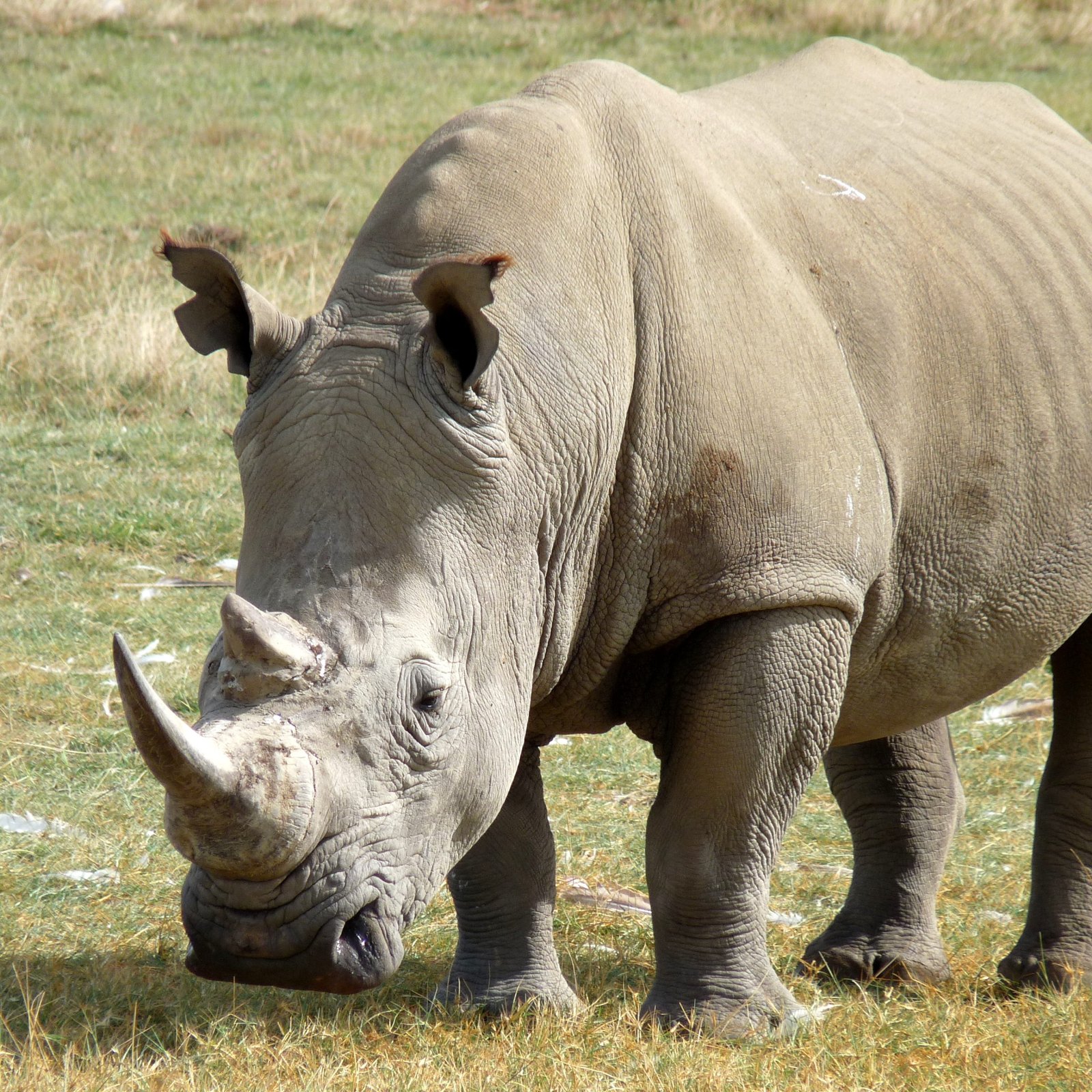 Day 3: Rhino Sanctuary and Wildlife in Meru
