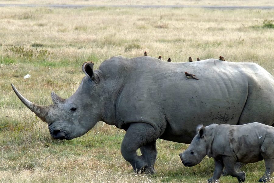6 Days / 5 Nights Safari to Tsavo East, Amboseli, Lake Naivasha, and Masai Mara from Nairobi