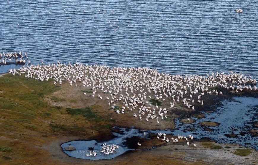 6 Days / 5 Nights Safari to Tsavo East, Amboseli, Lake Naivasha, and Masai Mara from Nairobi