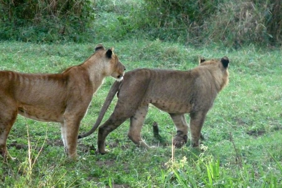 4 Days / 3 Nights Aberdare &  Samburu  Safari from Nairobi